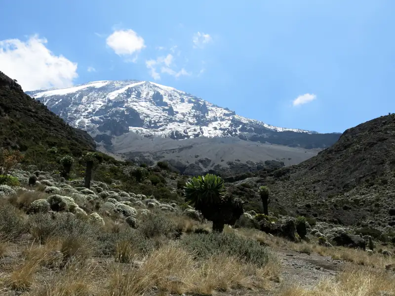 Der schneebedeckte Gipfel des Kilimandscharo, umgeben von der charakteristischen Vegetation der Umgebung.