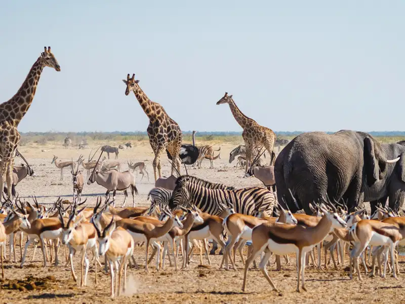 Giraffen, Elefanten, Zebras und Springböcke in ihrem natürlichen Lebensraum in Afrika.