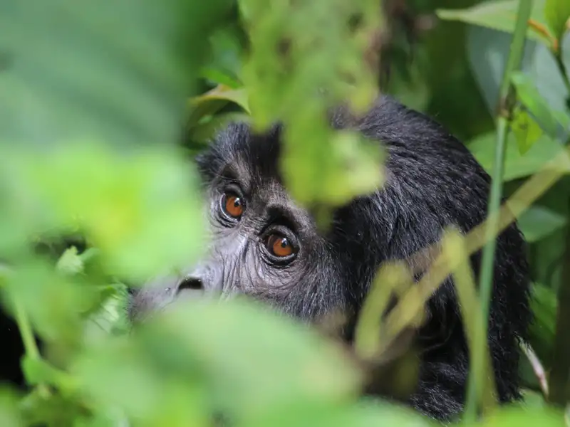 Berggorilla beobachtet den Besucher während des Gorilla-Trekkings.