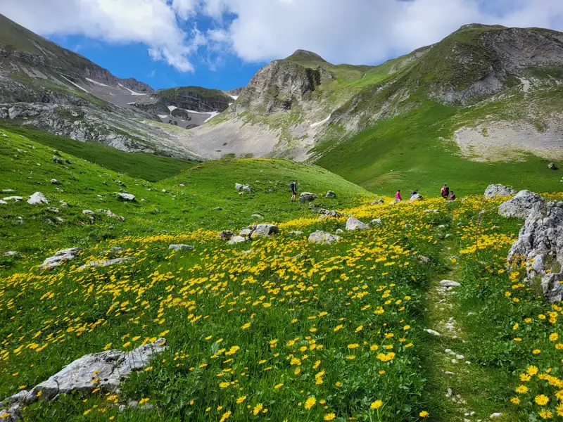 Wanderer auf einem Bergpfad, umgeben von einer Wiese voller gelber Wildblumen.