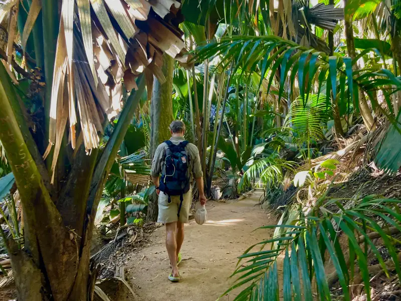 Person mit Rucksack wandert auf einem Weg durch einen Palmenwald.