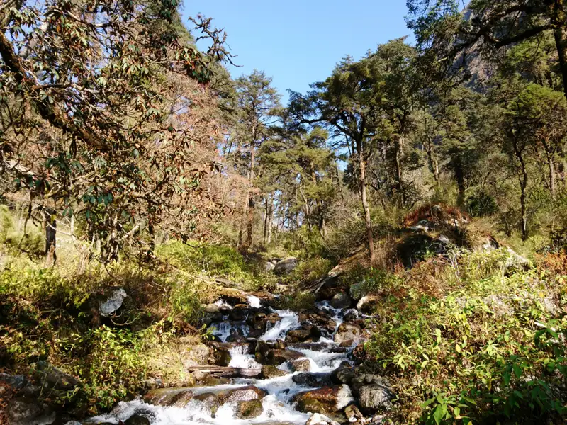 Bach im Wald