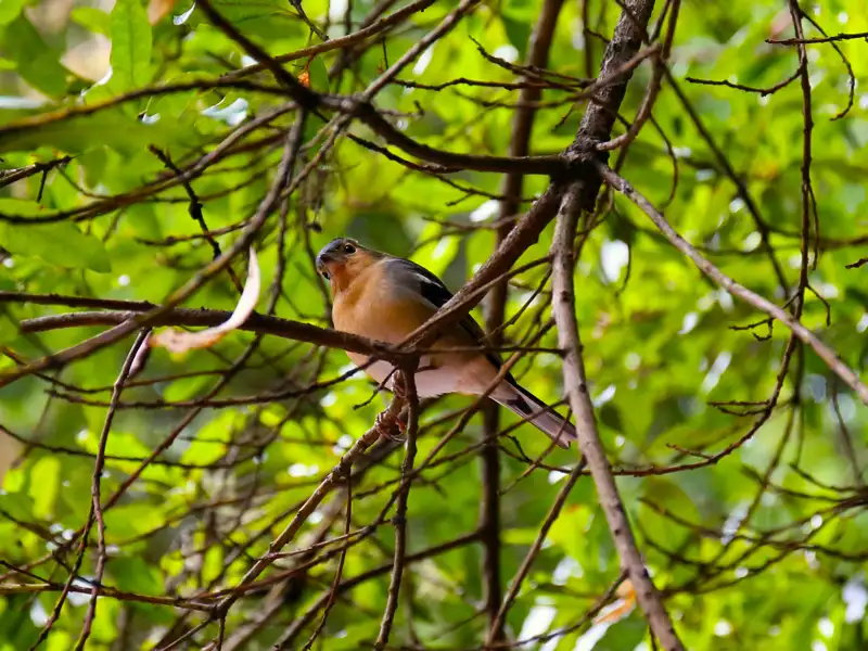 Vogel auf einem Ast
