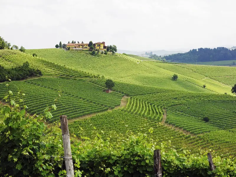Grüne Weinreben erstrecken sich über die Hügellandschaft, mit einem Weingut im Hintergrund.