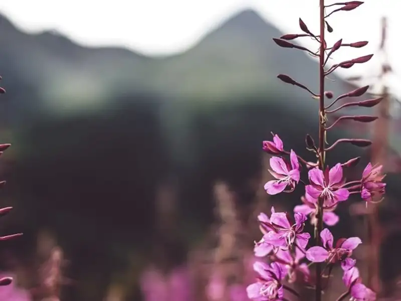 Rosa Blüten im Vordergrund, Berge im Hintergrund.