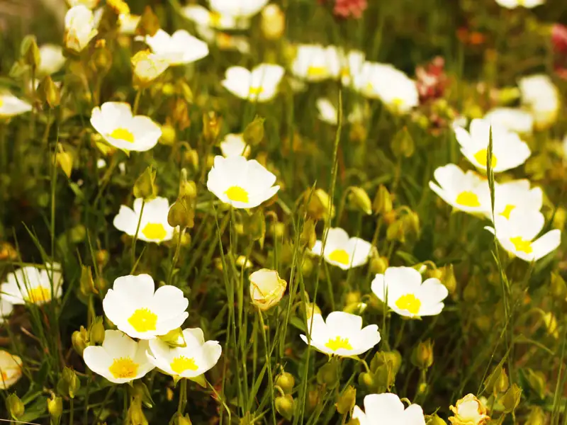 Weiße Blumen auf einer Wiese.