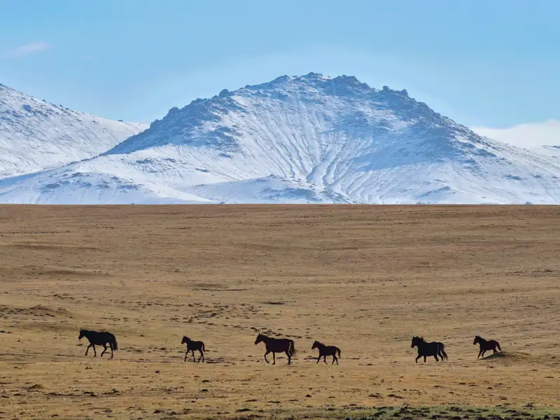 Wildpferde in ihrem natürlichen Lebensraum, einer trockenen Ebene mit schneebedeckten Bergen im Hintergrund.