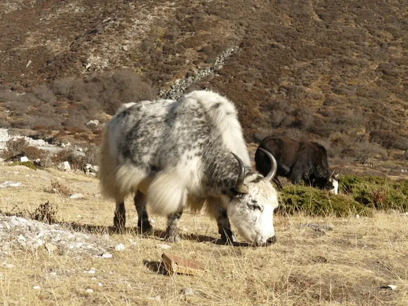 Weißer Yak grast auf einer Bergweide im Himalaya.