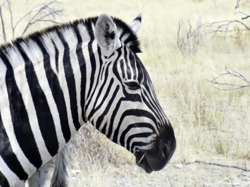 Zebra in der afrikanischen Savanne